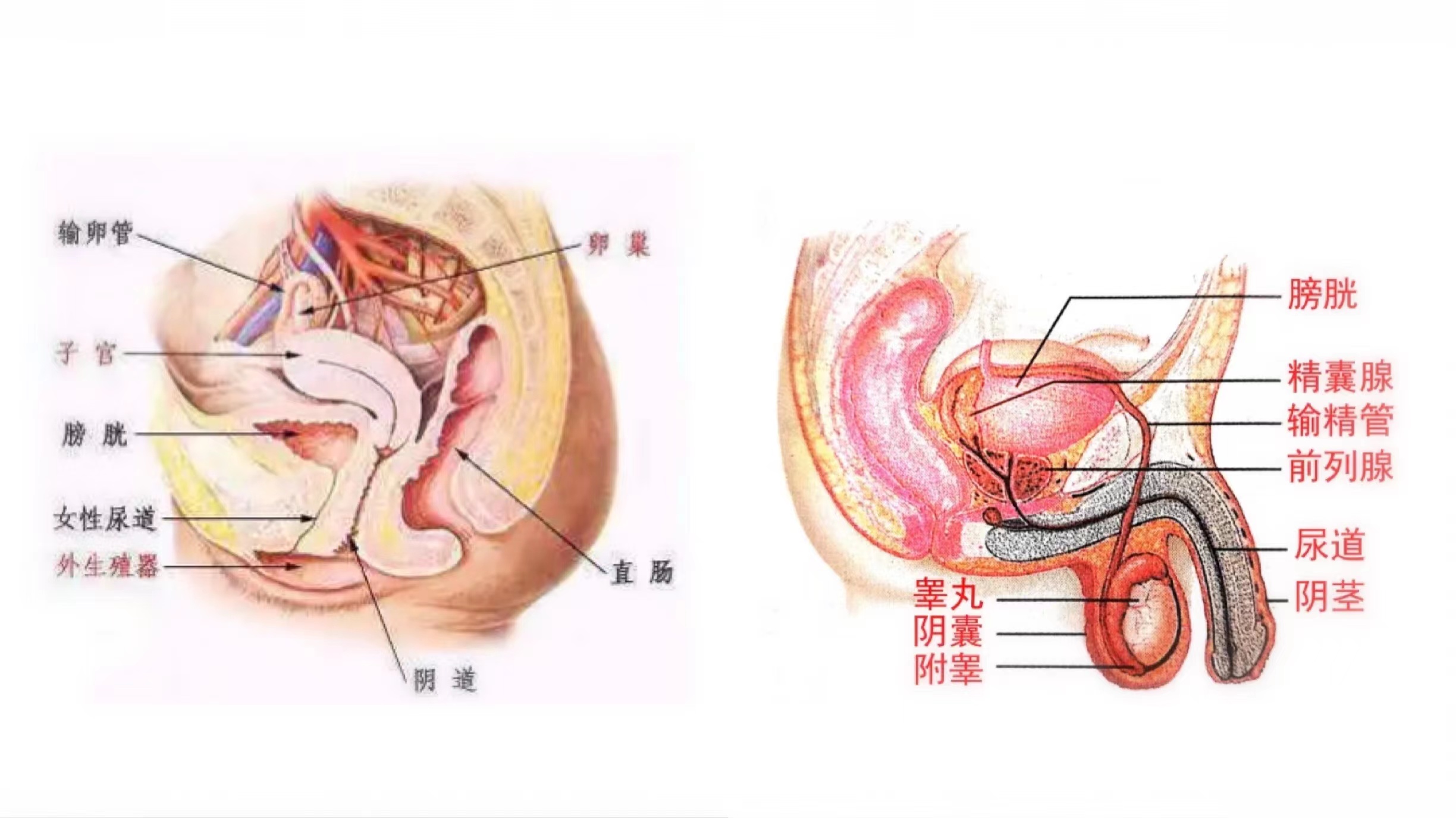 男生和女生怎么怀孕图片