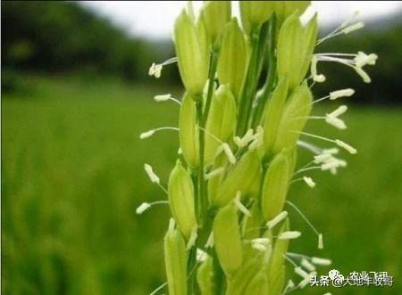 水稻扬花期,该不该追肥,可以打药嘛?