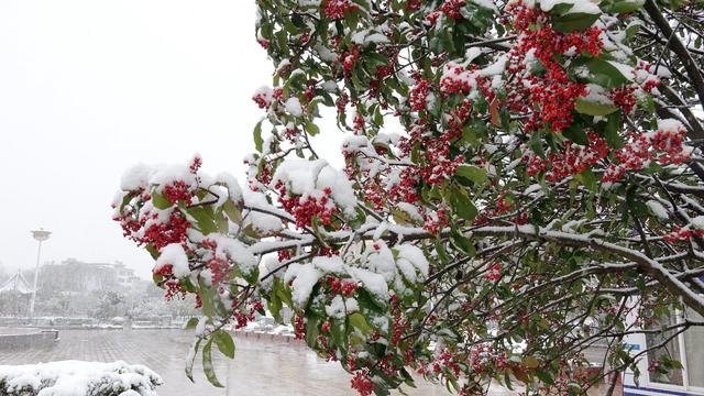 雪后富源