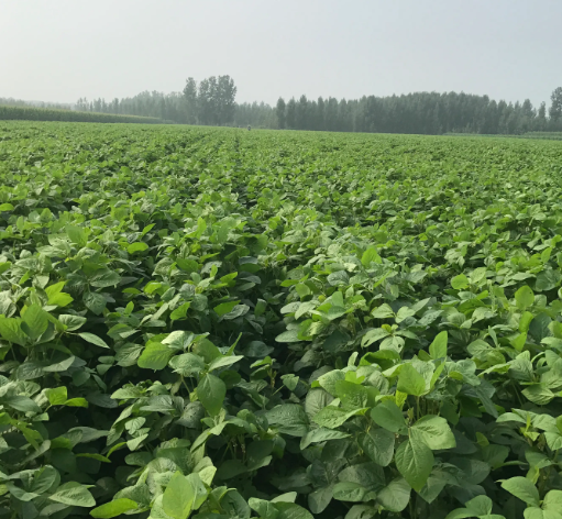 安豆203品种介绍