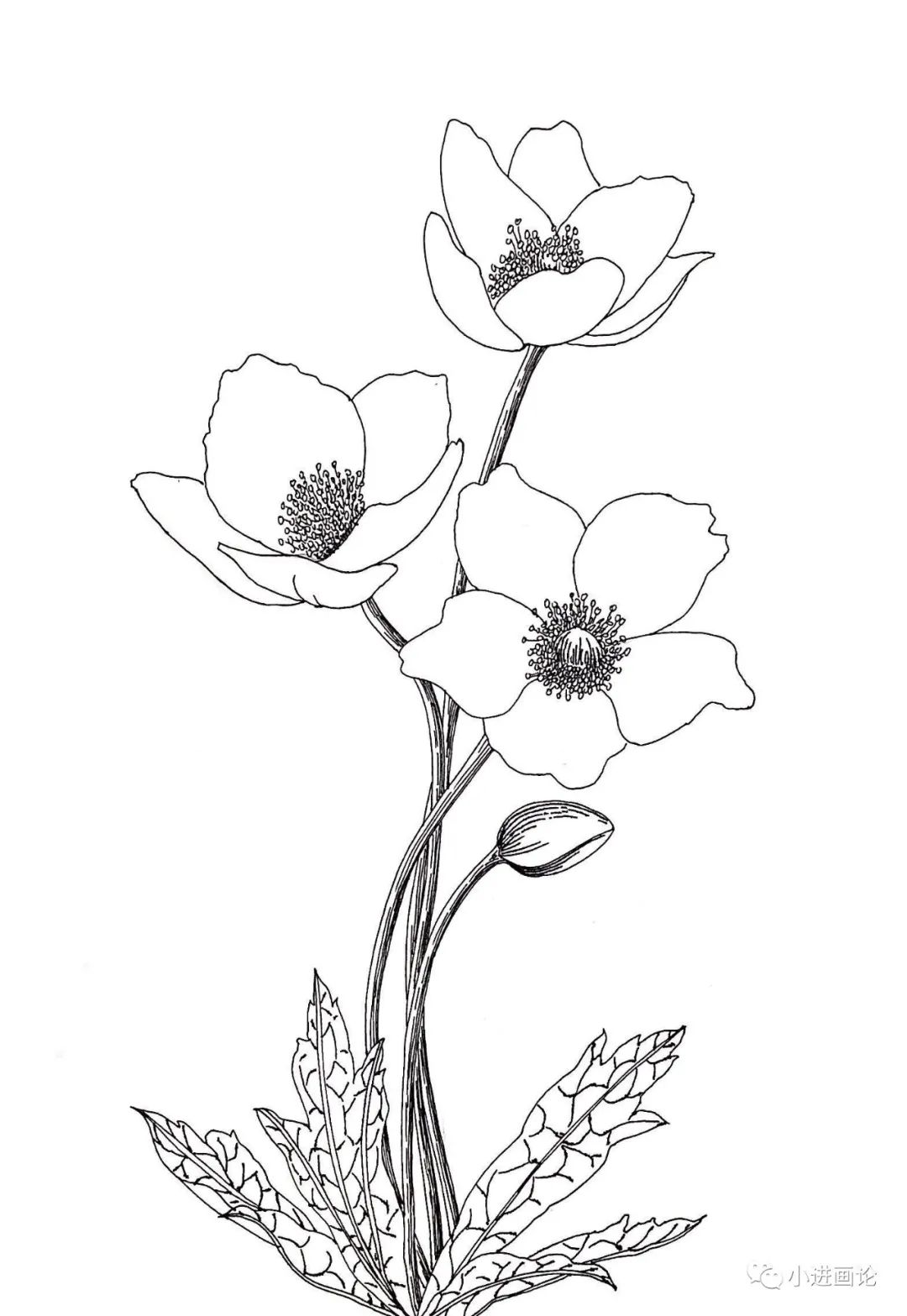 线描钢笔画教程|银莲花