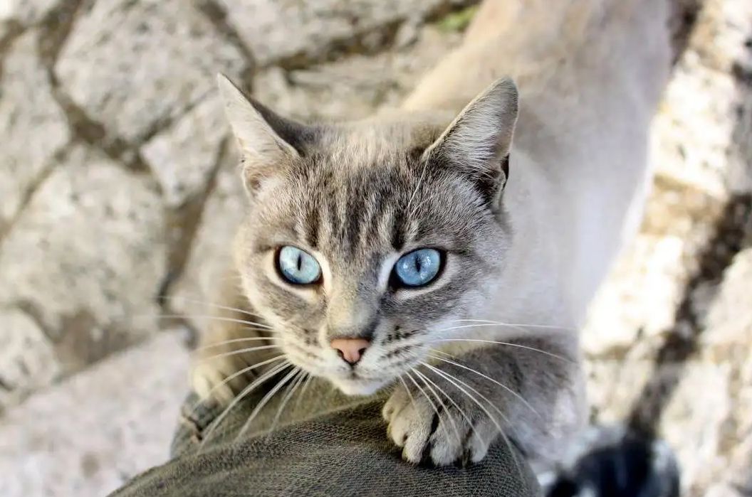 可爱的斑纹优美波米拉猫喜欢的猫砂盆