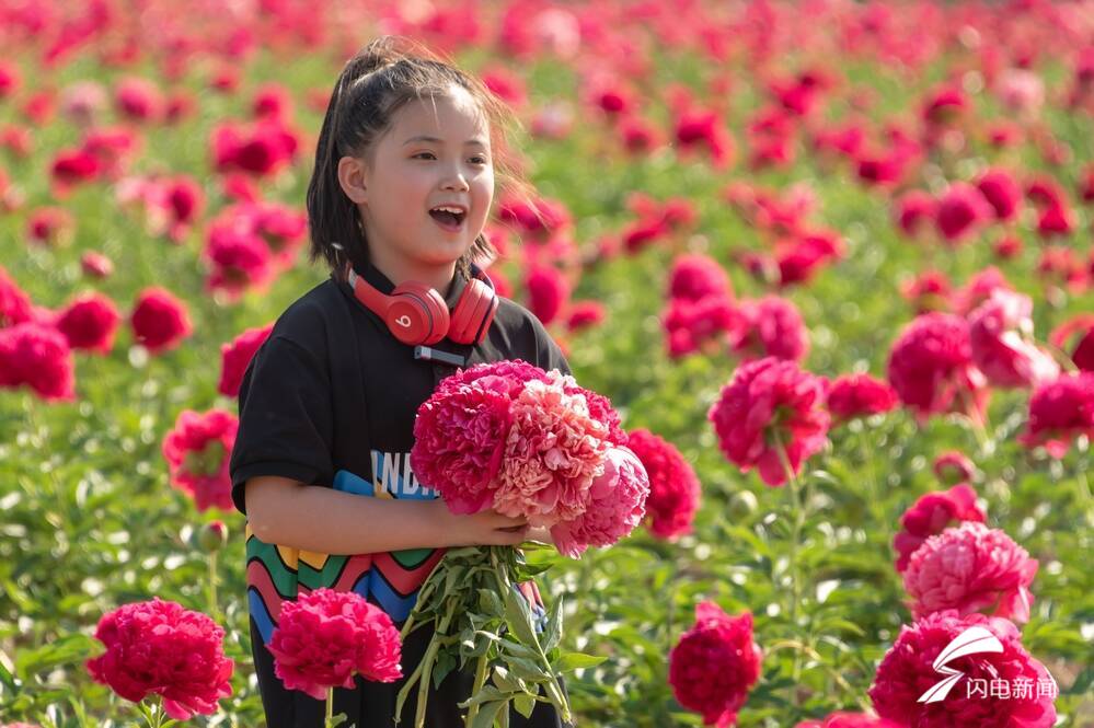 菏泽成为全国最大芍药鲜切花生产基地,产量占全国市场的50%以上