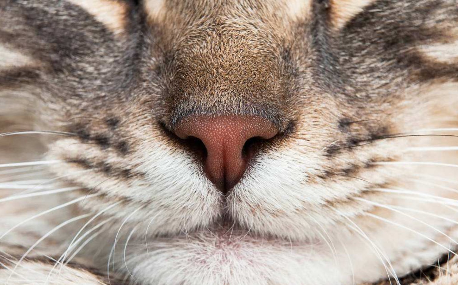 猫胡子辟邪图片