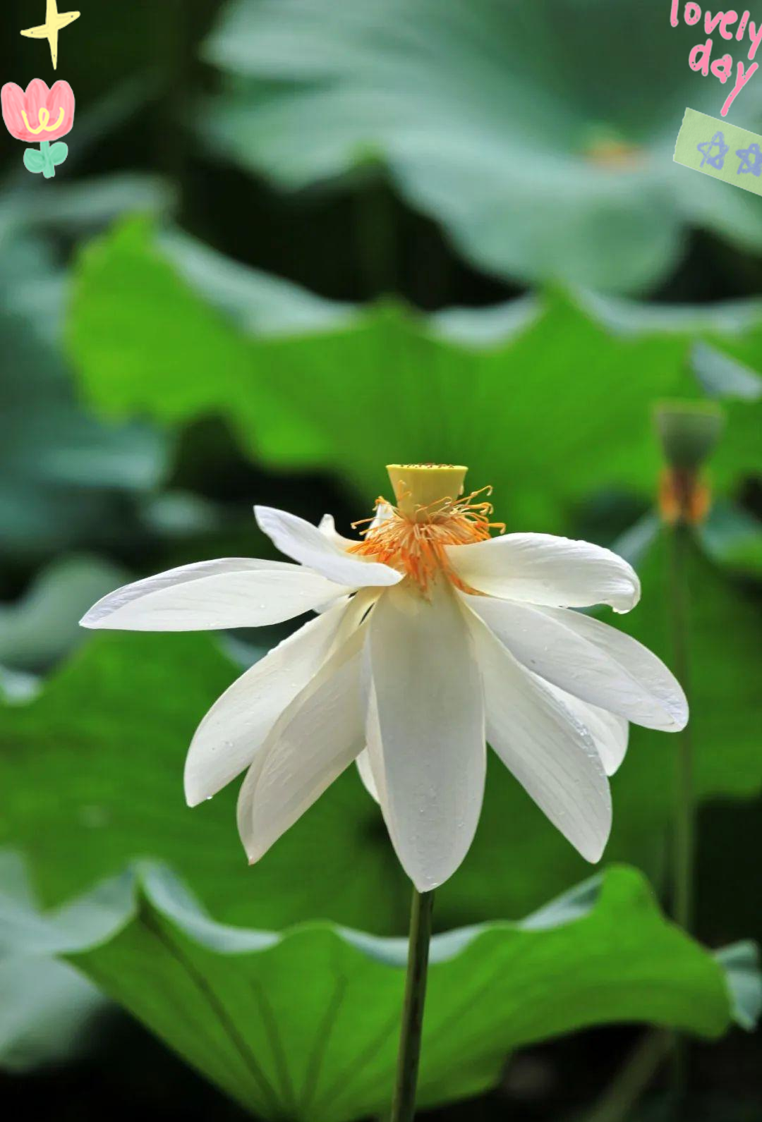 盛开的白莲花展现多样风采
