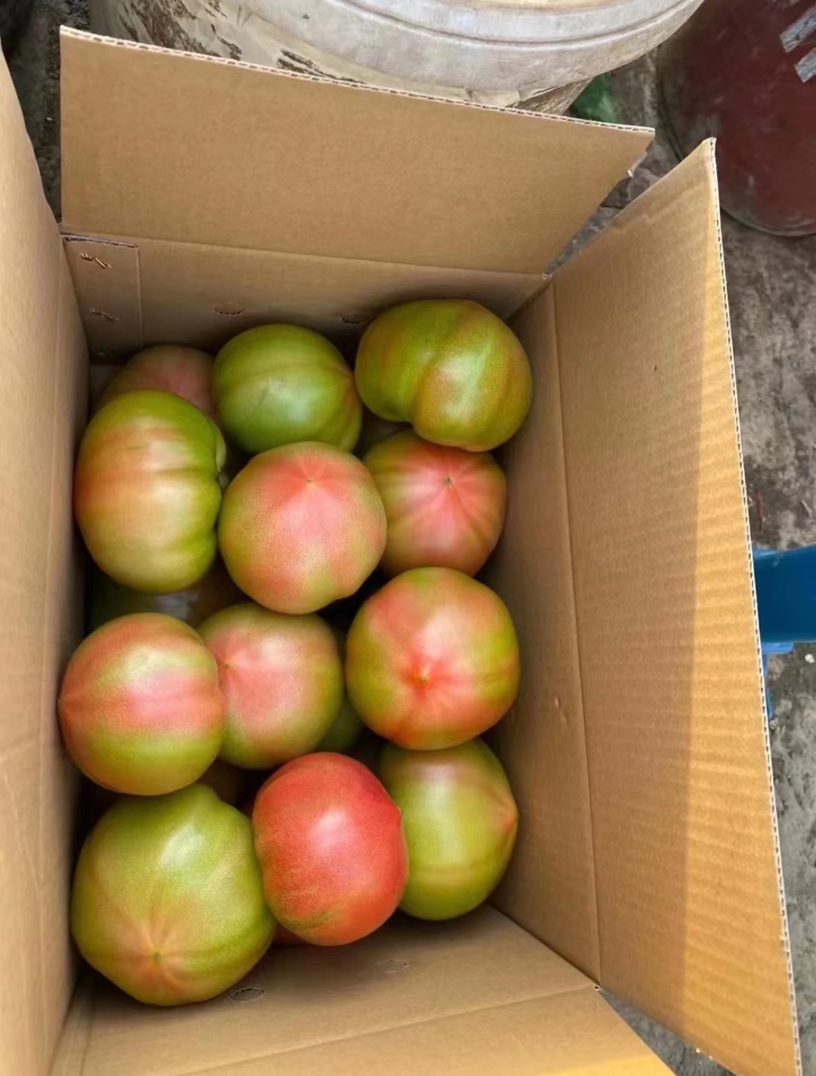 欢坨西红柿可以采摘啦 满口爆汁小时候的味道 天津五月好去处