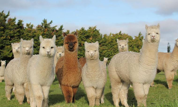 小羊驼是一种骆驼还是羊