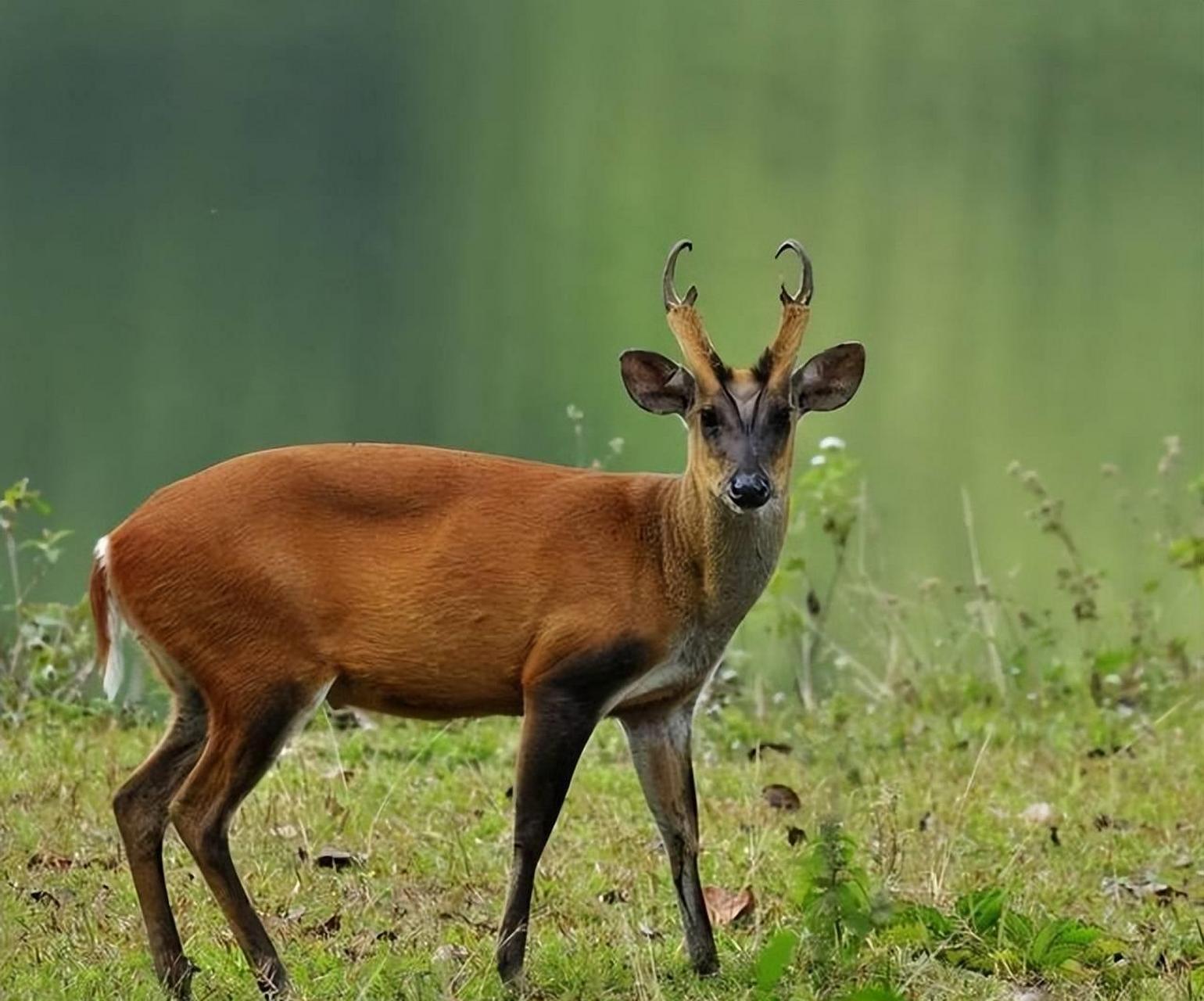 鹿这种动物大家都不陌生,很多朋友都亲眼见过,但却