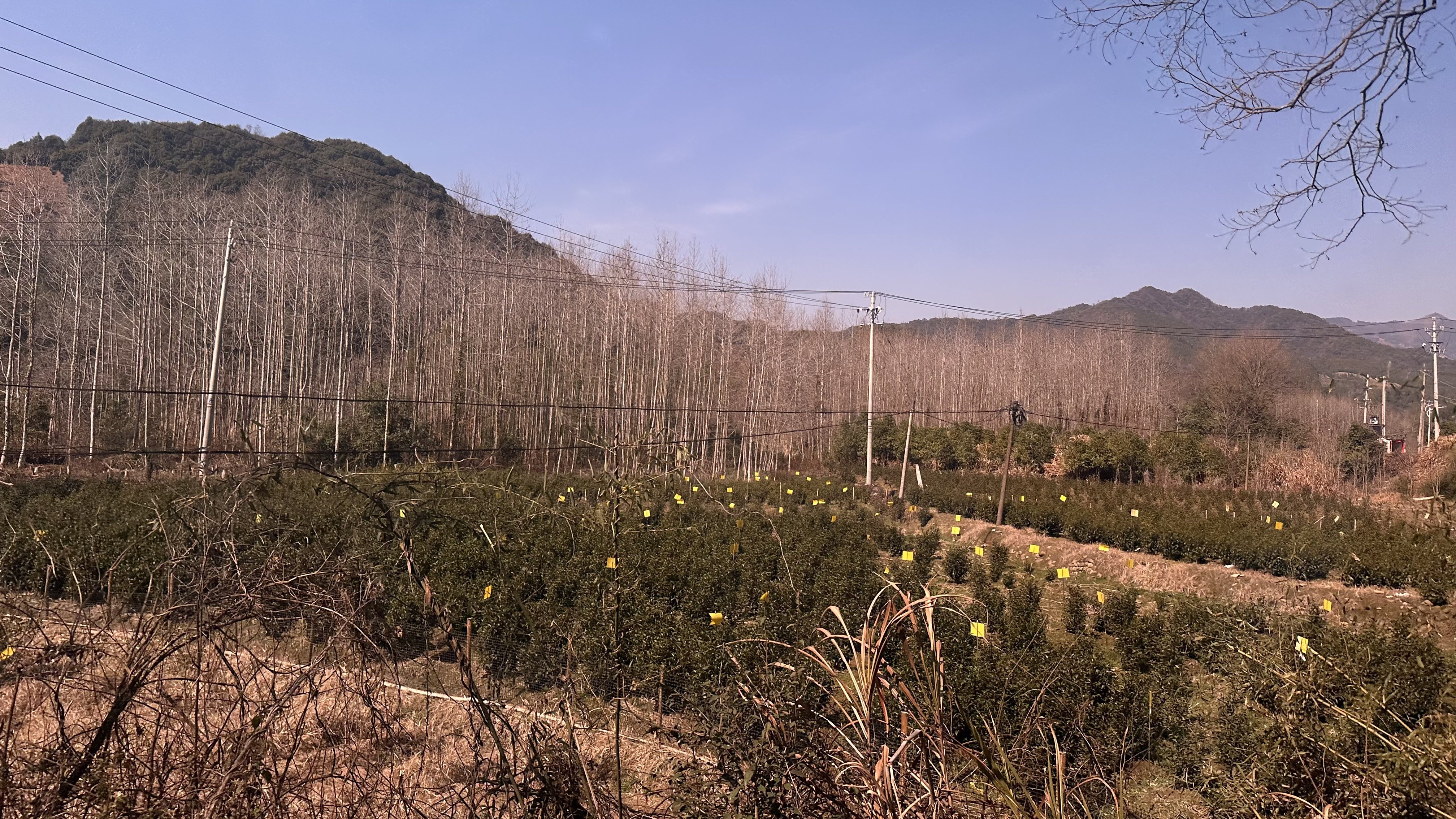 祁门新安镇:"三强化"推进全域茶园绿色防控