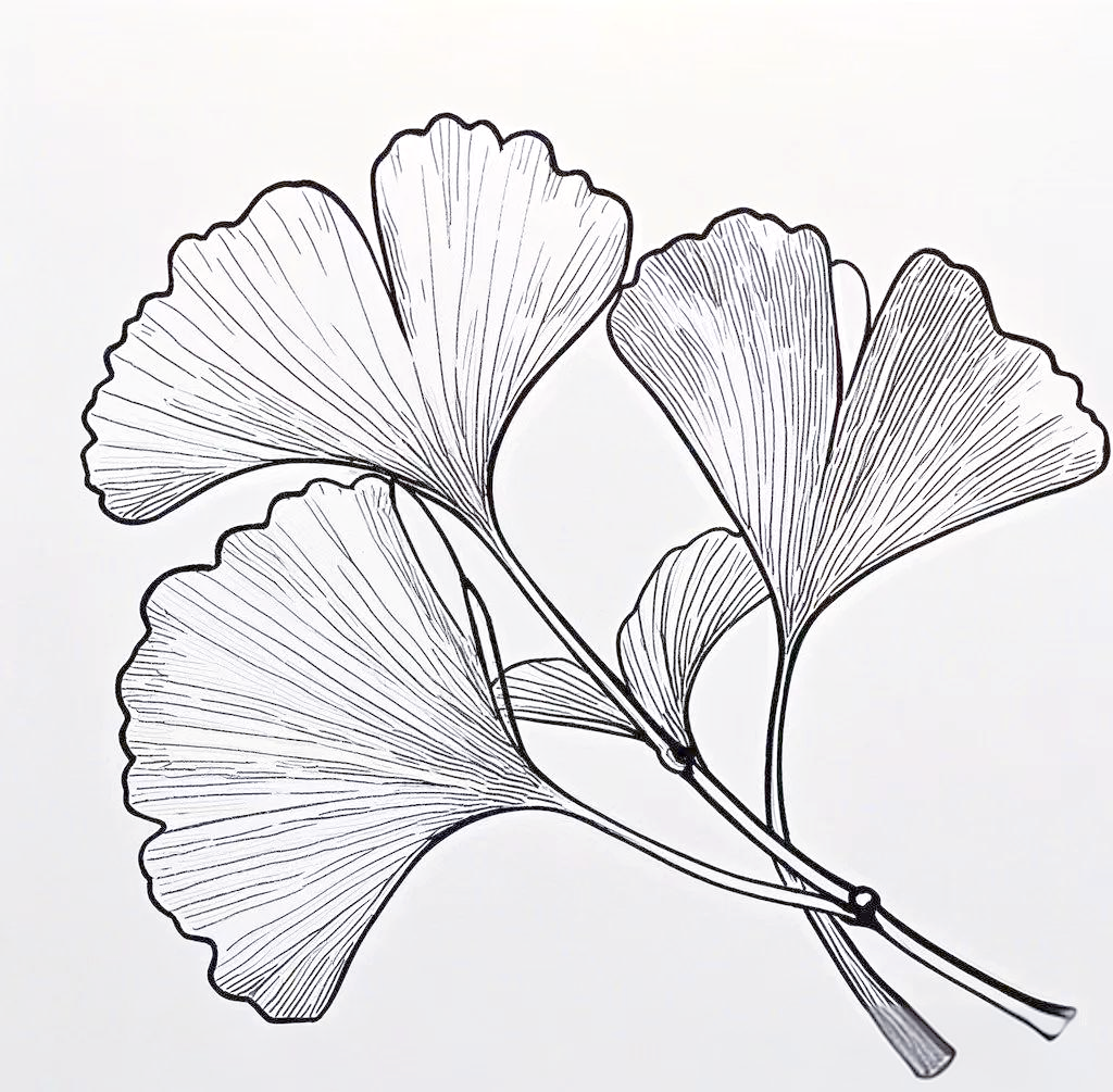 多种常见树叶的简笔画,线稿绘制及绘画技巧详解