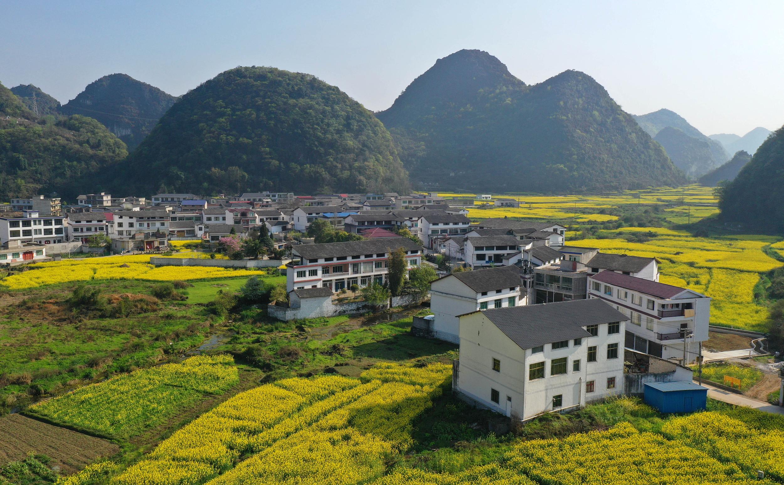 贵州安顺油菜花图片