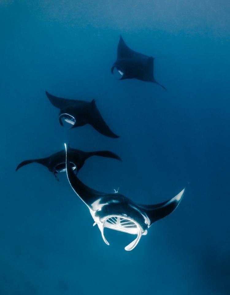 西北工业大学"魔鬼鱼"仿生潜水器投入水中,望成下一代海底战舰