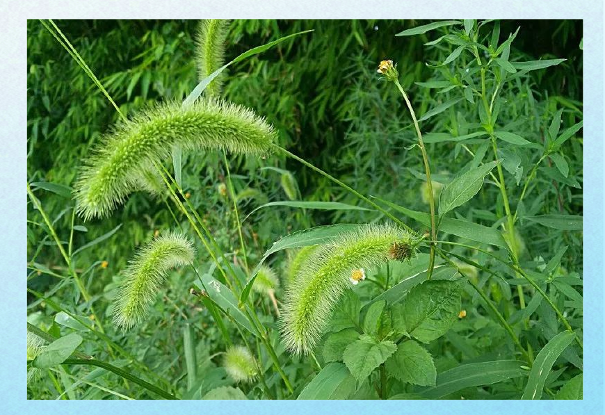 路边常见的毛茸茸野草,农村娃的玩具与美食之源