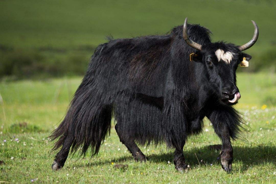 西藏发现"黄金神兽",藏身冰川之中,全球不足300头