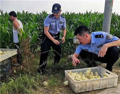 警察抓鸡图片