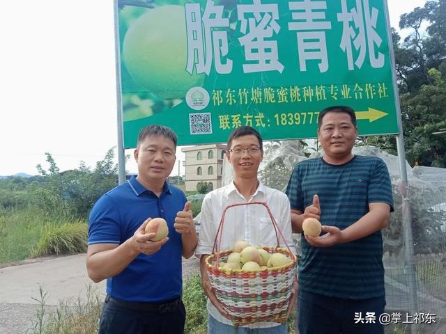 祁东竹塘脆蜜青桃熟了,一家种桃,带领全村人致富