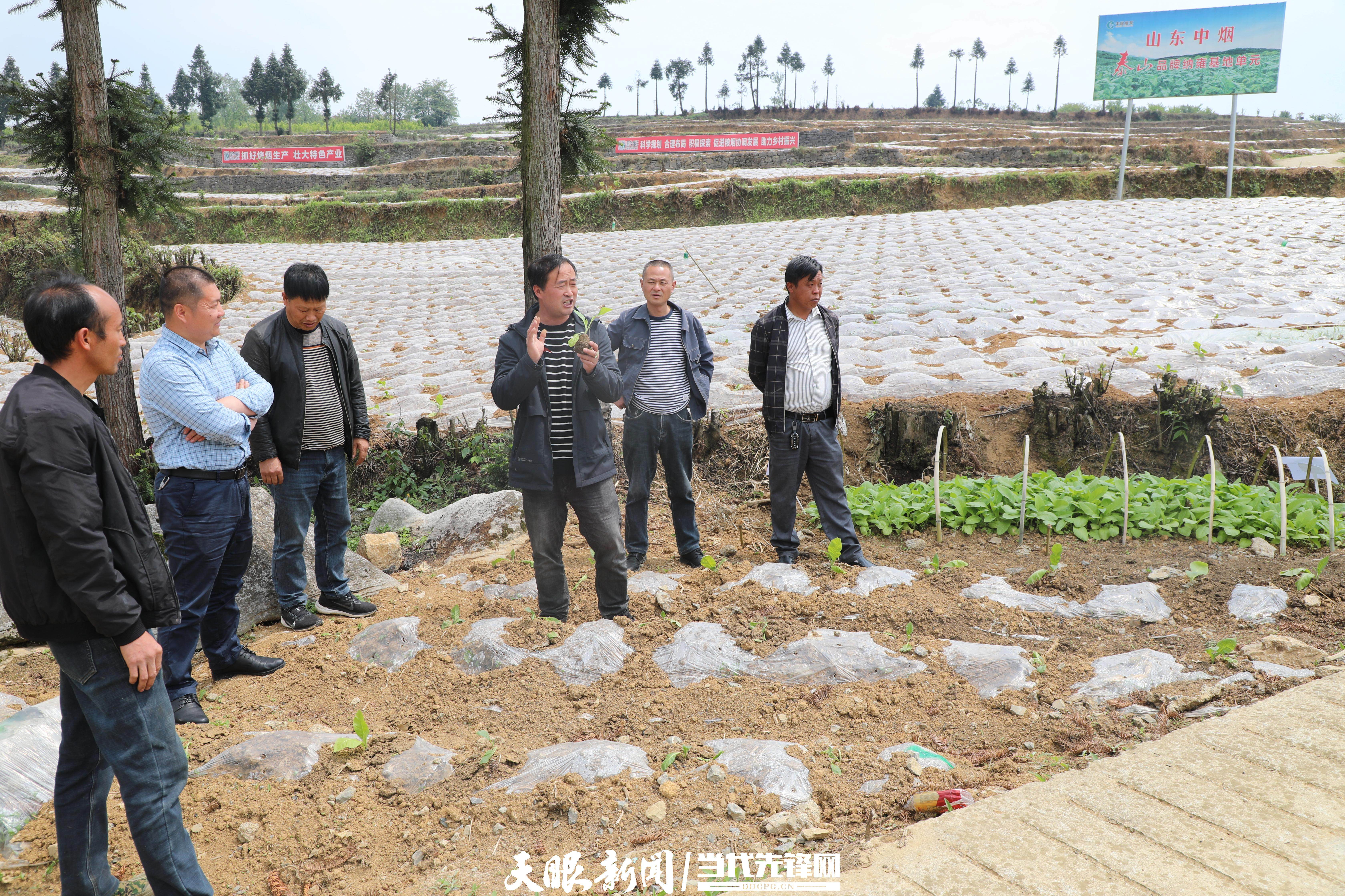 纳雍寨乐镇:招式频出 为农田"解渴"
