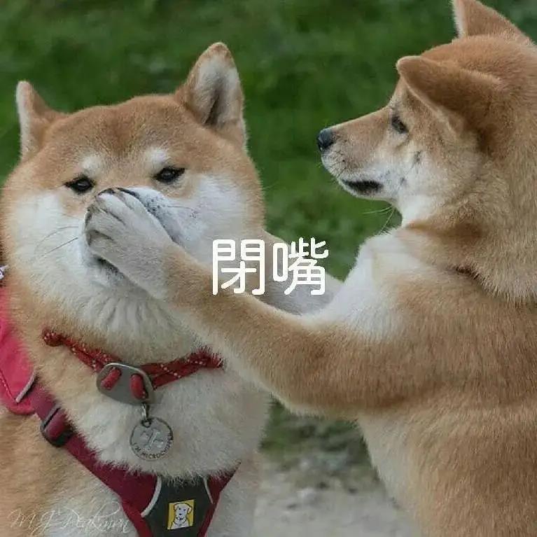 柴犬餵養手冊|微笑天使還是倔強小八嘎?