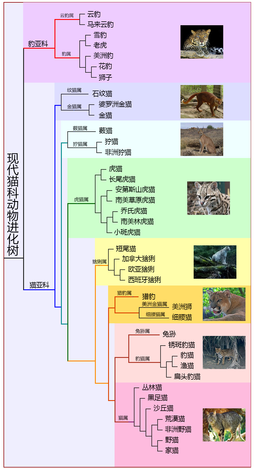 有种小型猫科动物