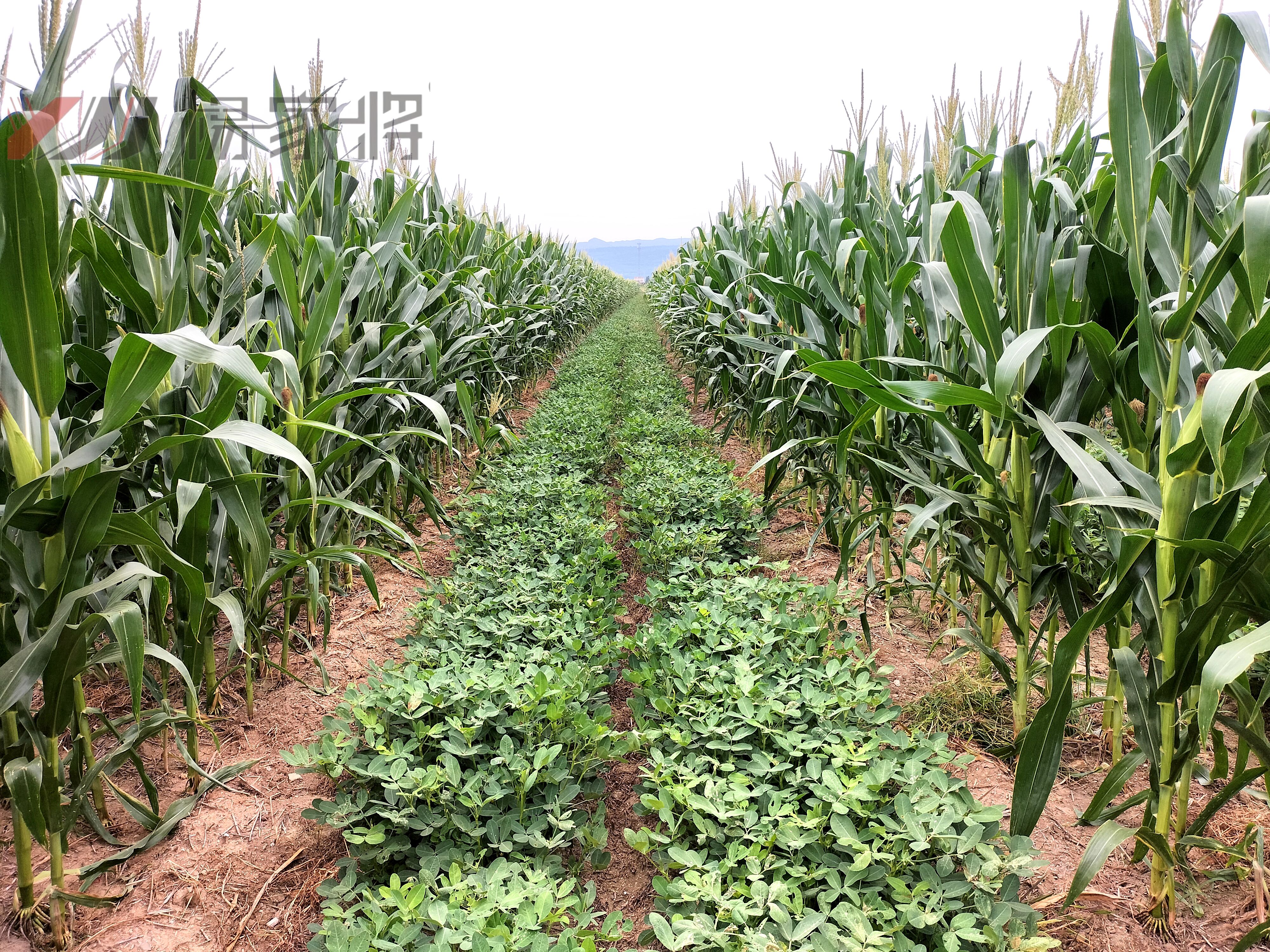 花生玉米间作套种技术