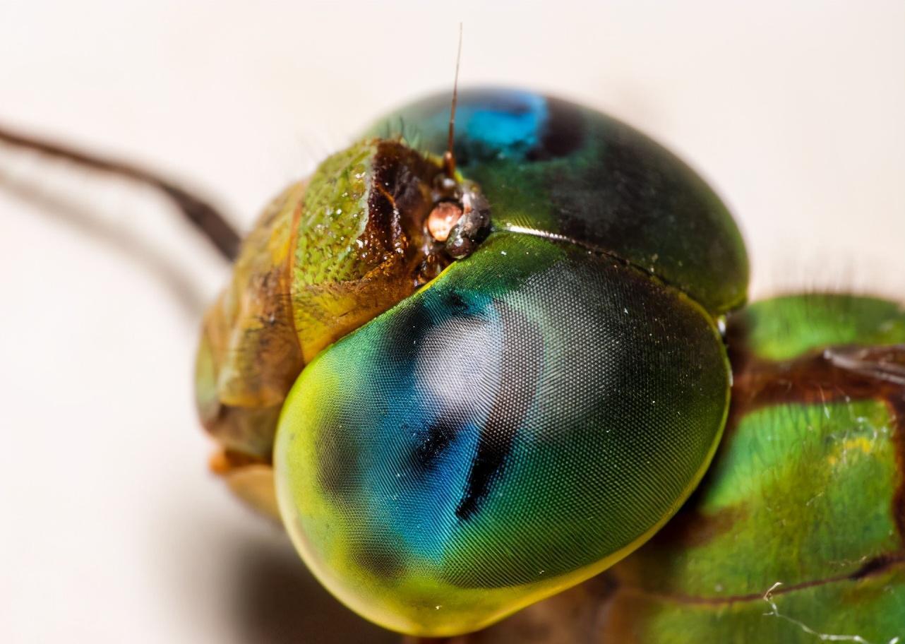 最被低估的昆虫:蜻蜓,飞行界的真正王者,捕猎成功率高达95%