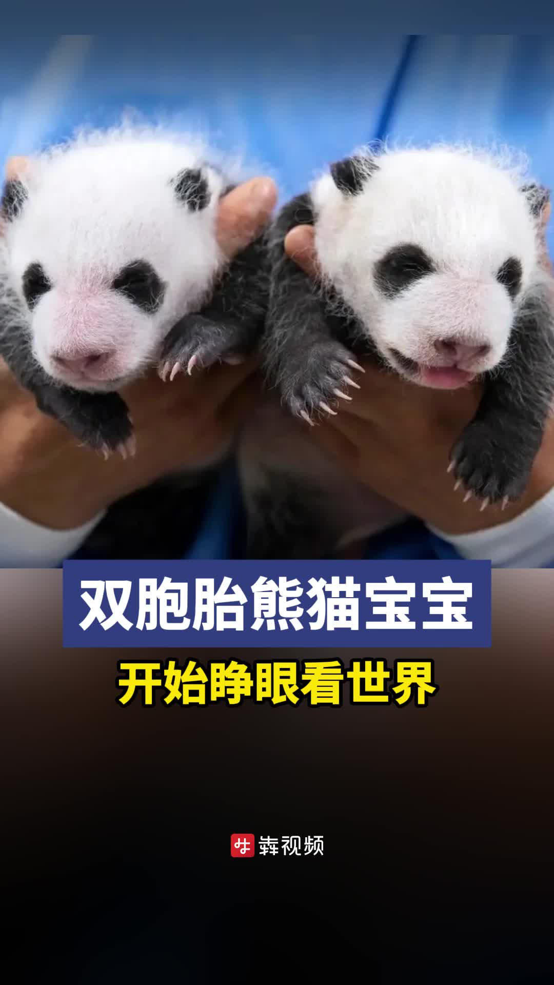 小熊猫四胞胎诞生图片