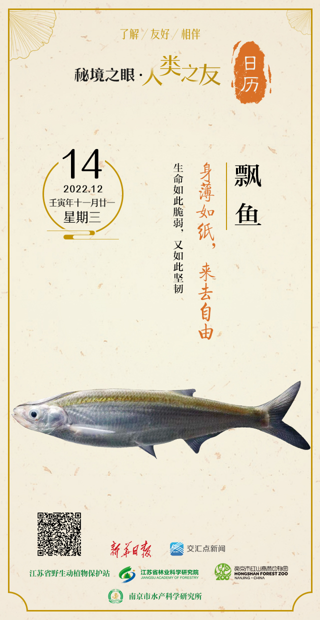 秘境之眼·人類之友 日曆|飄魚:身薄如紙,來去自由