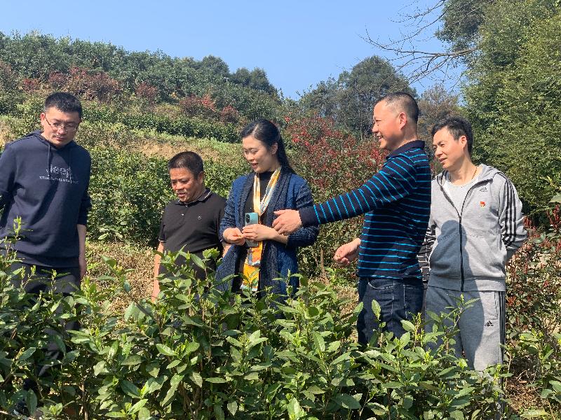 「宜宾」高县县委常委,统战部部长李杰霞率队调研云州茶业