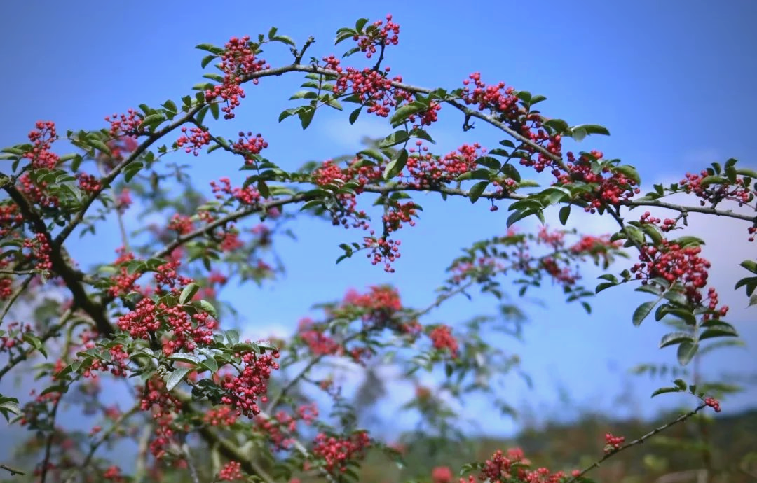 盛夏七月,武都区迎来花椒丰收季