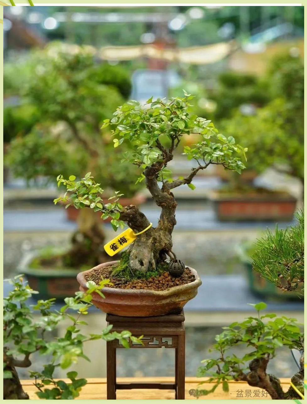 探索雀梅盆景:园艺之乐与生命之歌
