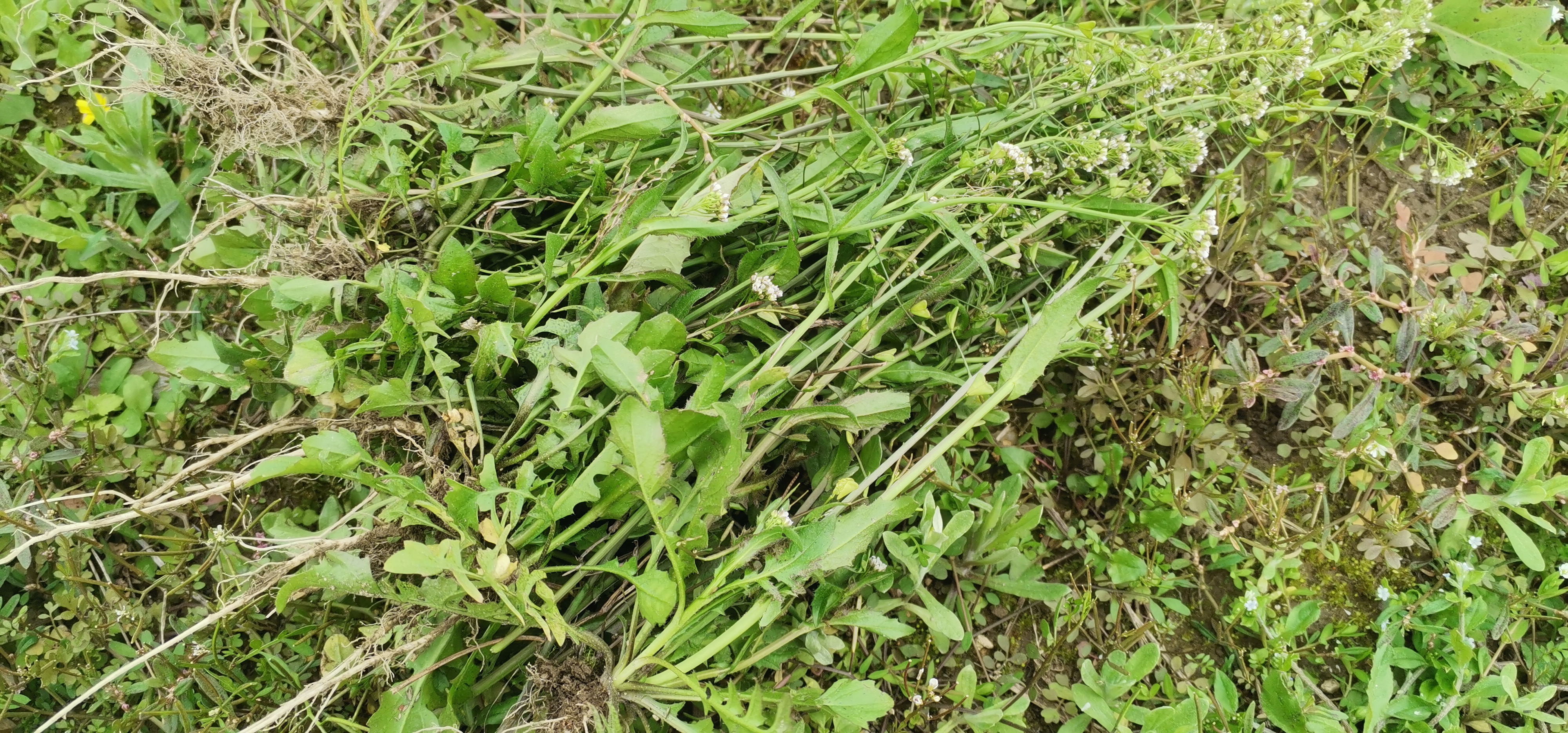 荠菜短角果心状三角形,所以我这又叫它鸡心草