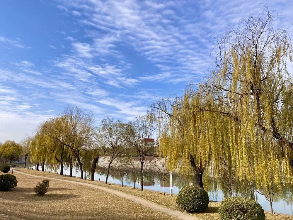 图说安阳丨洹河冬景美如画
