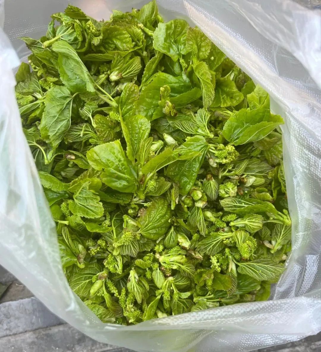 楚雄市场内"山茅野菜"上市!小时候的味道你吃过多少?(多图)