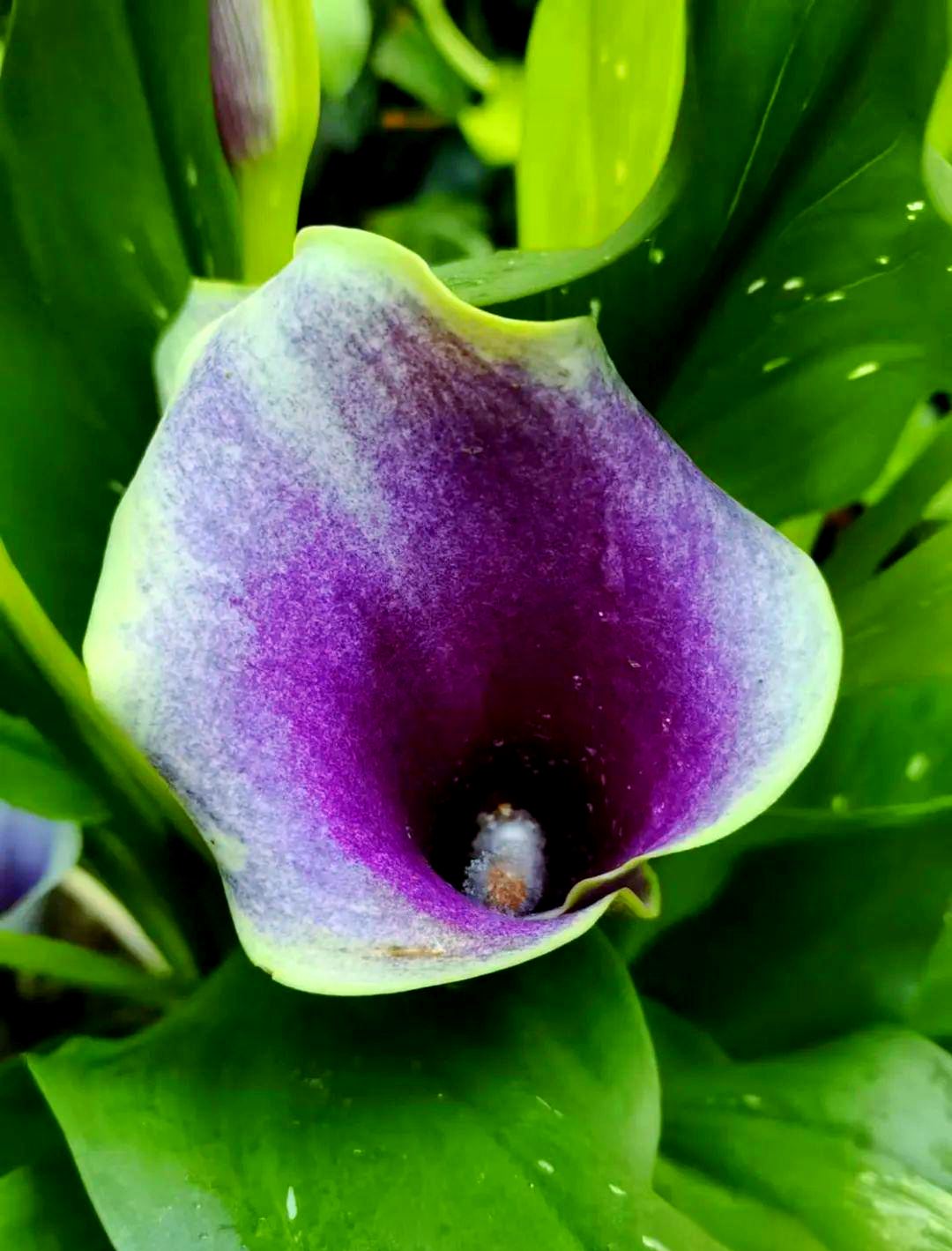 探秘南京中山植物园的多样马蹄莲