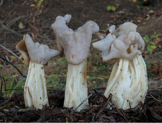 荒野维生野菜系列——皱柄白马鞍菌