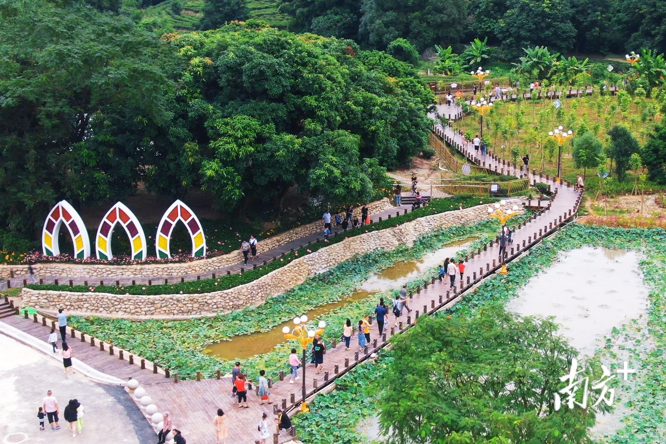 村美业旺民富,海丰县海城镇莲花村走上"莲香茶韵"乡村振兴路