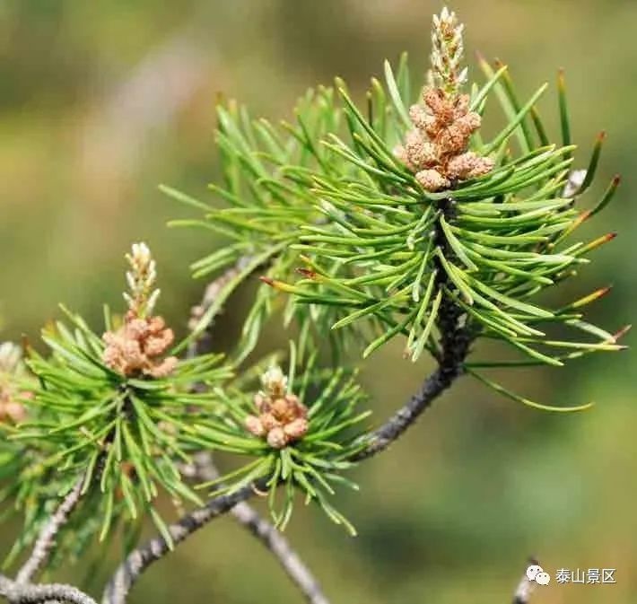 科 属:松科pinaceae 松属pinus l.