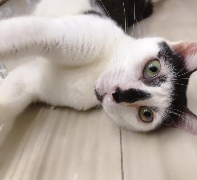 一只奶牛猫长得会有多潦草?看到第一只我就震惊了 一只奶牛猫长得会有多潦草?看到第一只我就震惊了