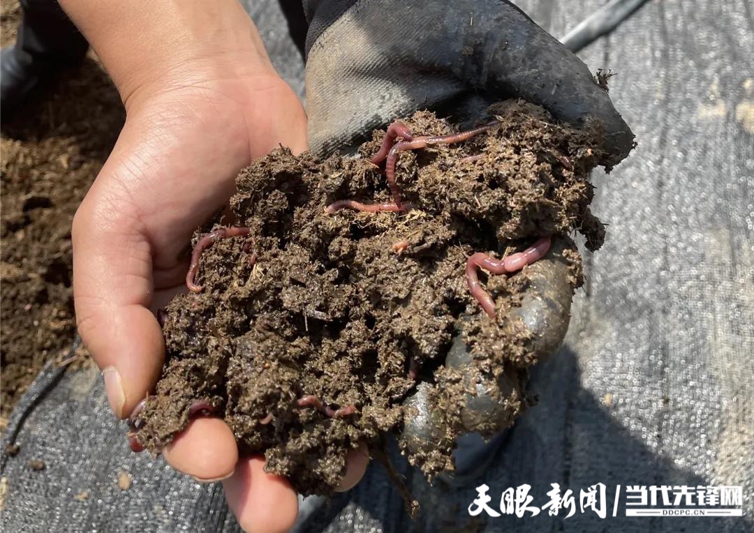 "大银罐""小蚯蚓"……科技特派员为剑河县产业发展注入"金科技"