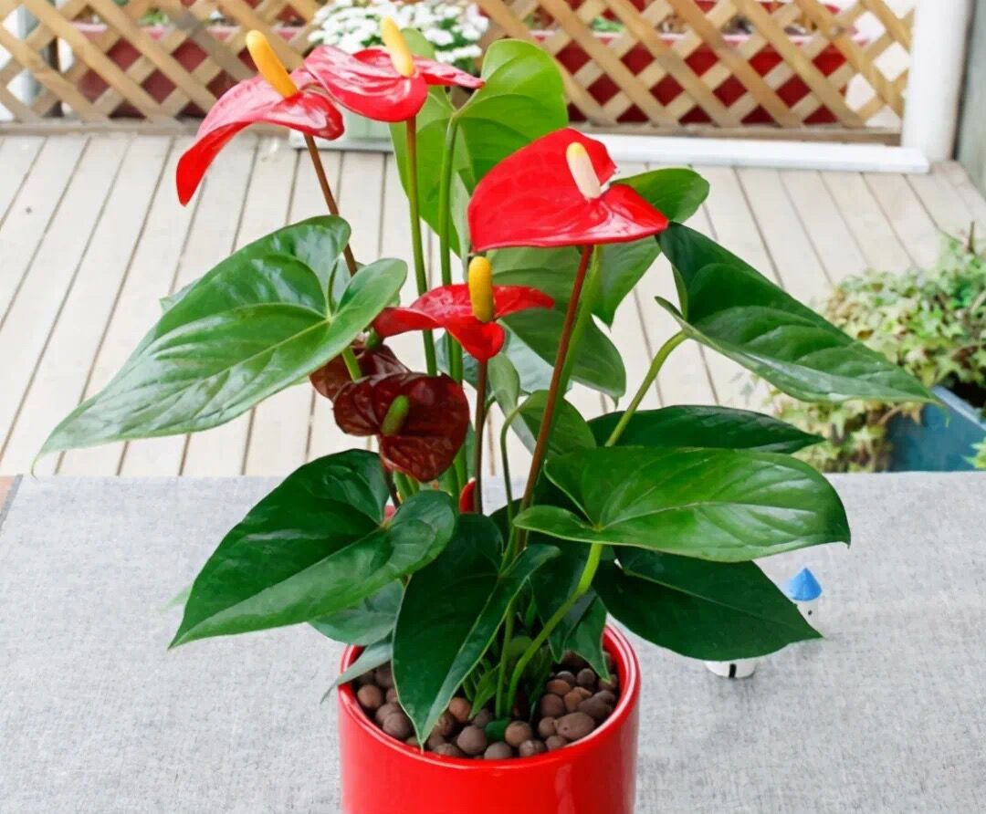 记住红掌的这些养护要点,叶子油绿开满花