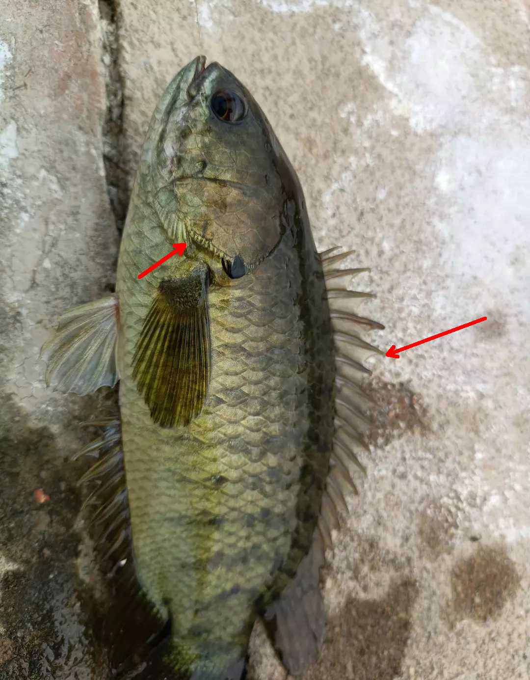 这鱼不能吃?湛江一小河里巴毛鱼泛滥,有人钓起后直接丢弃