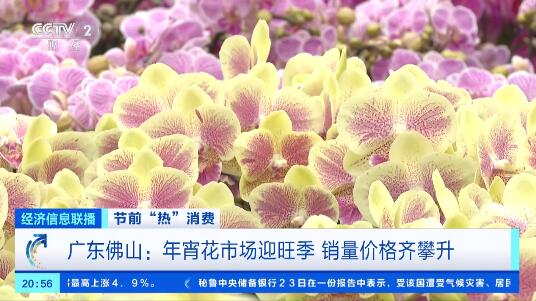 蝴蝶兰有品种贵1倍,有基地花卉还没上市就被预订一空