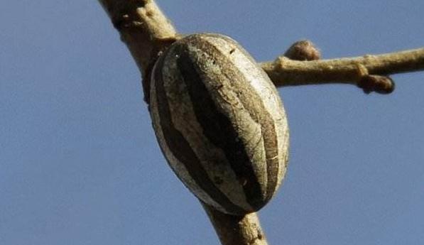 洋辣子罐最后,与洋辣子打过交道的小伙伴都知道,洋辣子虽然强悍,但是