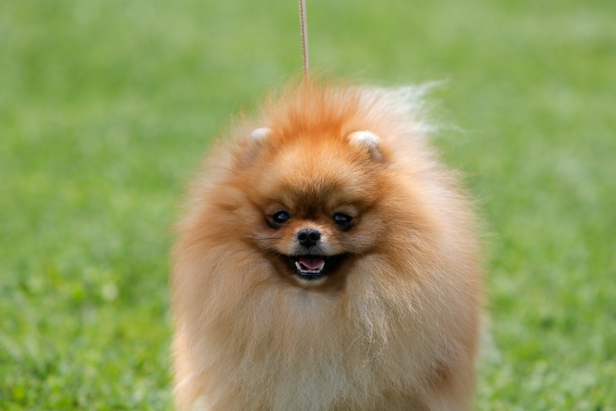 罗马尼亚:狗狗选美比赛