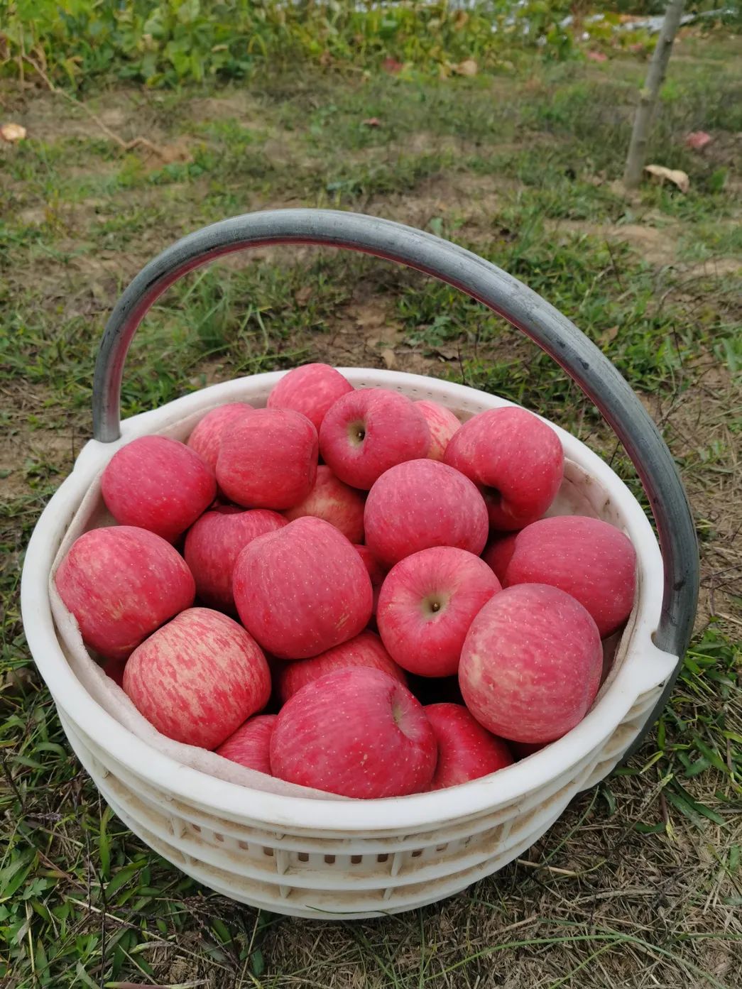 消费促发展|来自北纬37度的洛川苹果