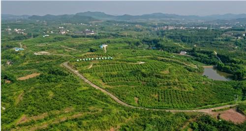 蓬安新園鄉:特色產業惠民生鄉村振興展新顏