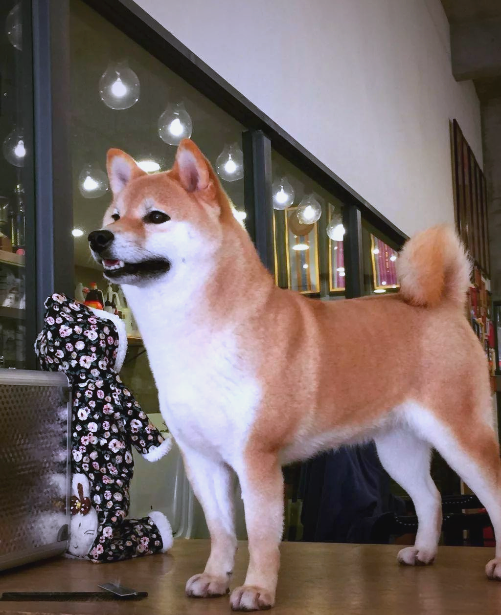 日本柴犬真相揭秘:如何避免购买"假"日本柴犬?