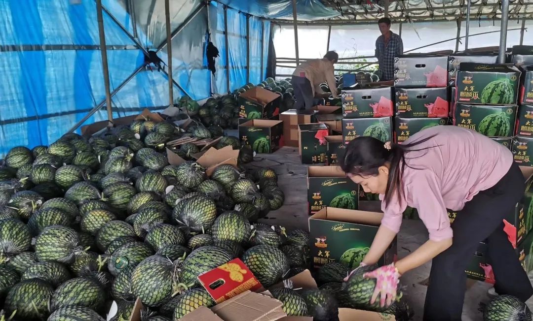 海南万宁麒麟西瓜走俏市场 瓜美价好促农增收