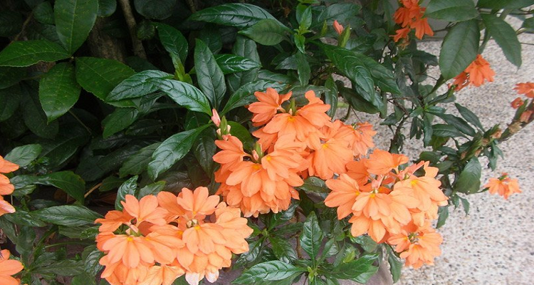 鸟尾花开花后怎么剪