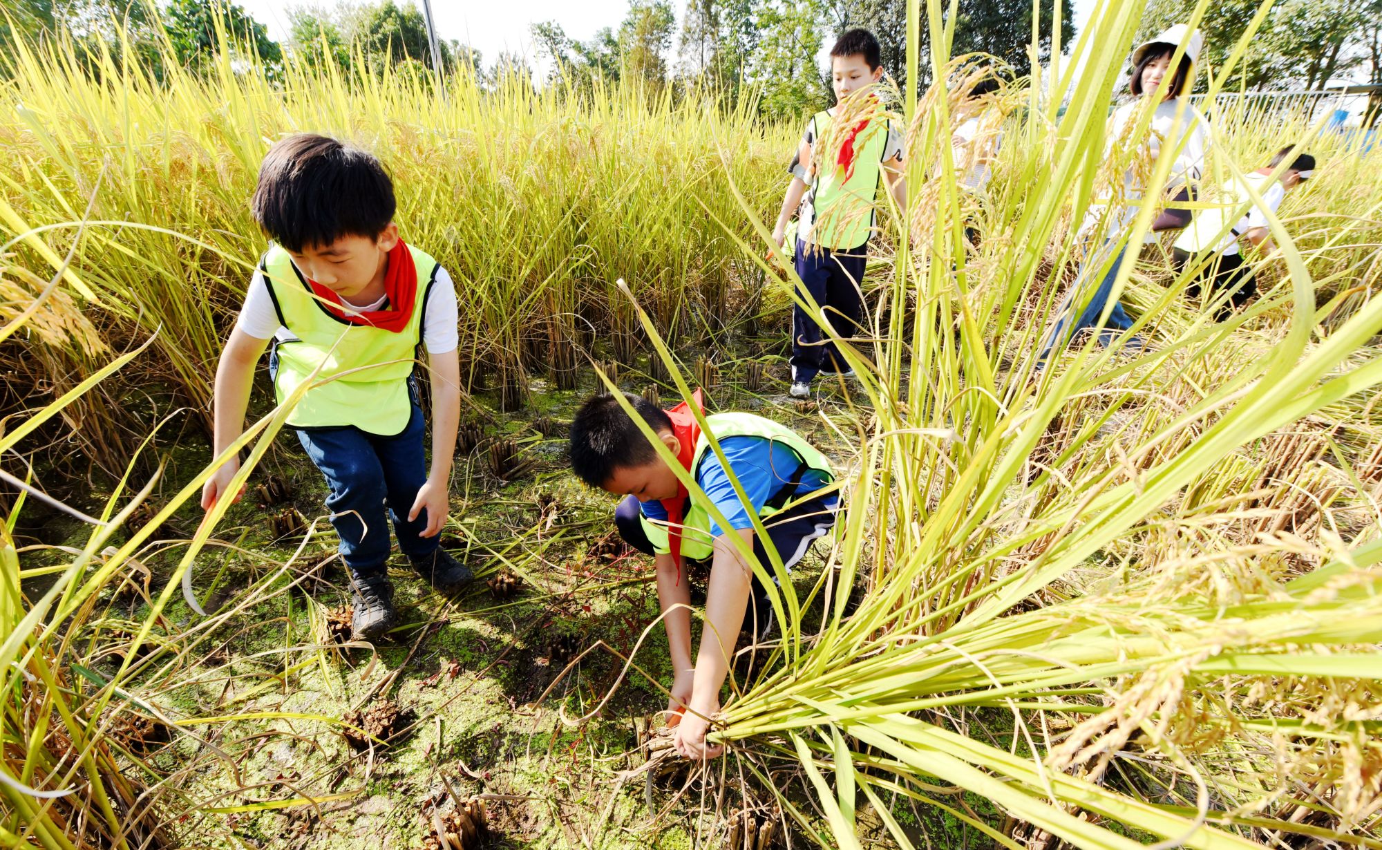 2020年10月8日,在仙居县神仙居农业研学基地,小学生正在参与收割稻谷.